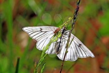 blanching butterfly on green background 