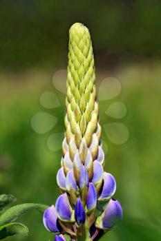 lupine on green background