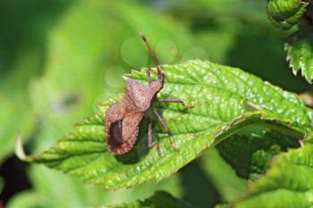 brown bug on green sheet