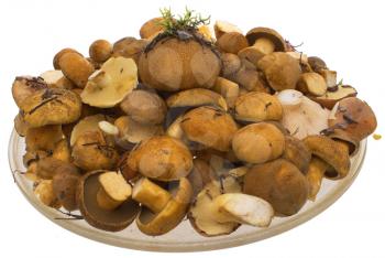 Photo, edible mushrooms in the dish behind. 
                   