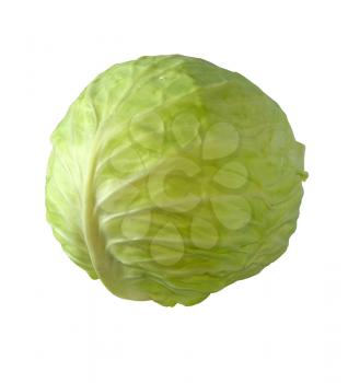 White cabbage on a white background.                   