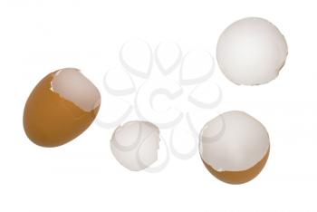 Shell of eggs on a white background.                   