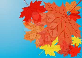 Autumn maple leaves, file EPS.8 illustration.