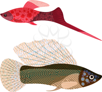 Fishes aquarium, sword-bearer and poecilia velifera, EPS10 - vector graphics.
