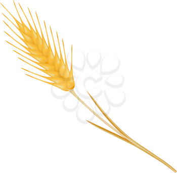 Ripe ear wheat, vector illustration EPS 10