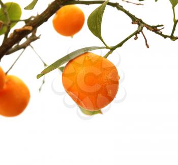 orange tree branch