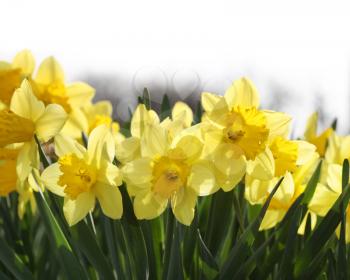 Yellow daffodils flower