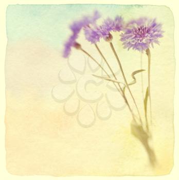 Blue cornflower. Soft focus. Vintage retro style. Made with lens-baby and macro-lens.