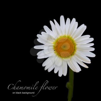 chamomile flower on black background