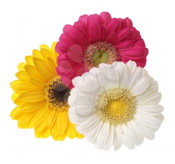 Gerbera flowers isolated on white.