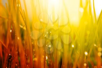Abstract nature background. Autumn grass with water drops. Soft focus.