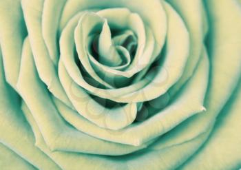 abstract rose background