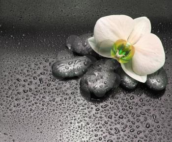 black stones and orchid flower with drops