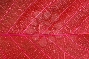 abstract red leaf macro background