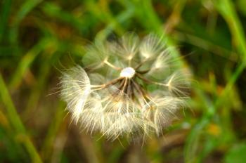 A Dandelion blowing seeds in the wind