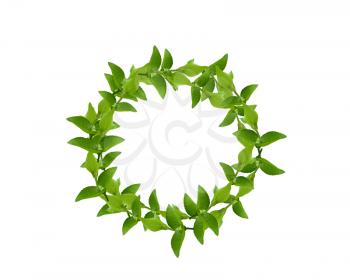 Laurel Wreath made by fresh Green leaves  isolated on white,