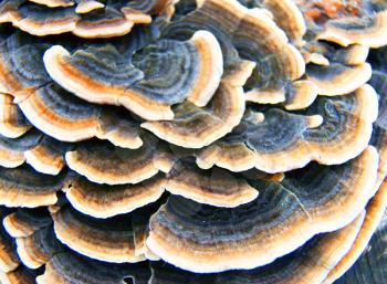 Wild mushroom on tree birch.Mushroom parasite on tree