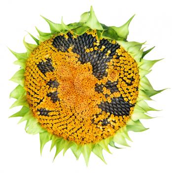 Ripe sunflower on white background is insulated