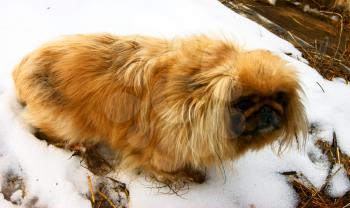 Royalty Free Photo of a Pekingese in the Snow