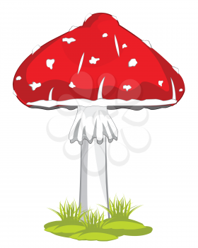 Poisonous mushroom fly agaric on white background is insulated