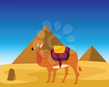 The Landscape of the egyptian pyramids and animal camel.