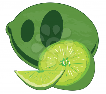 Vector illustration of the south fruit lime