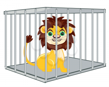 Animal lion in iron hutch on white background is insulated