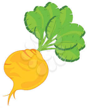 Vector illustration ripe and fresh vegetable turnip