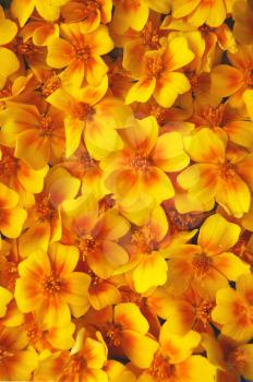 Flower yellow marigold colour bright decorative background