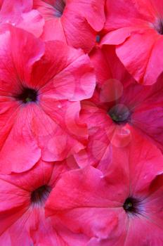 Decorative background from red flower petunia