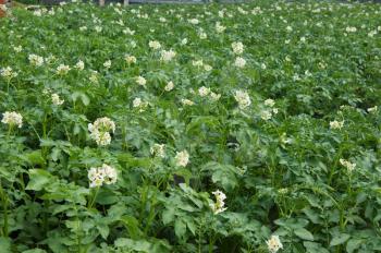 The Field with planted and flowering potatoes.Agriculture