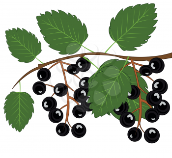 Vector illustration of the ripe berry a kind of cherry tree on branch