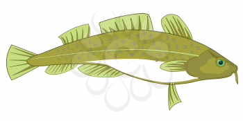 Vector illustration of seagoing commercial fish codfish