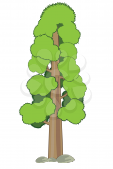 Vector illustration the most high and made someone look fat tree of the america sequoia