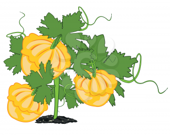 Vector illustration of the edible vegetable squash in garden