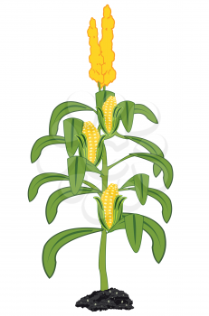 Bush with ripe corn on white background is insulated