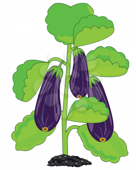 Bush with ripe eggplant on white background is insulated