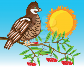 Vector illustration of the bird hazel grouse on branch with ripe rowanberry