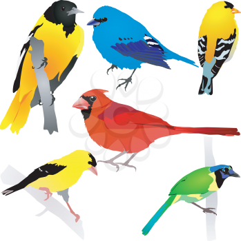 Royalty Free Clipart Image of a Variety of Birds on a White Background