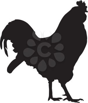 Vector silhouette of a rooster