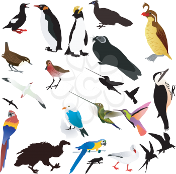 Vector collection of birds