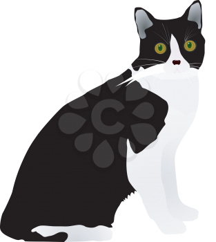 vector black cat