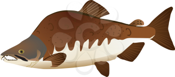 Vector image of pink salmon