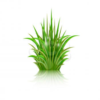 Green grass with reflection isolated on white background. Vector illustration. 