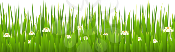 Green grass with blooming chamomiles isolated on white background. Nature. Spring. Vector illustration.
