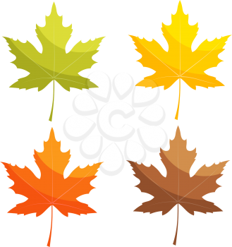 Set of color vector maple leaf on a white background. Autumn leaves isolated. Stock vector illustration.