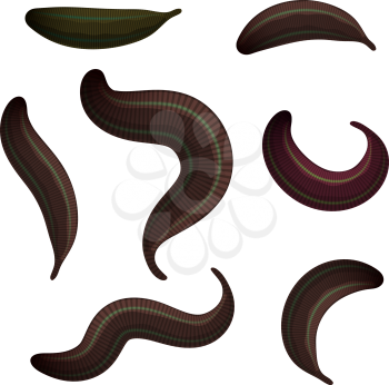 Set of leeches on a white background. The collection of medical leeches, isolated animals. Vector illustration of bloodsucking worms