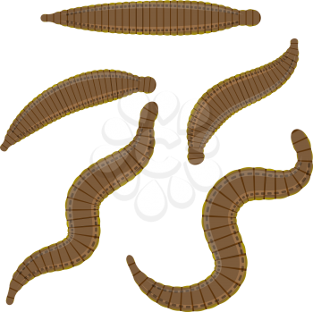 Set  leeches on a white background.  medical leeches. Vector illustration of bloodsucking worms