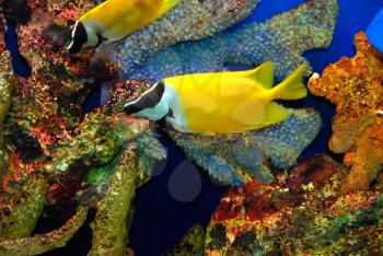 Beautiful yellow fish in the sea