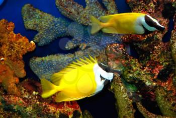 Beautiful yellow fish in the sea